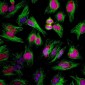 Anti-Ki-67 Antibody